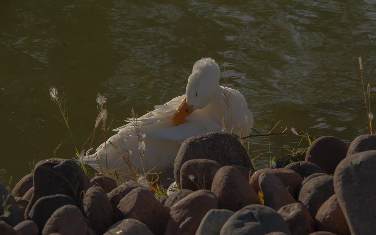 Patos - Serie fotográfica