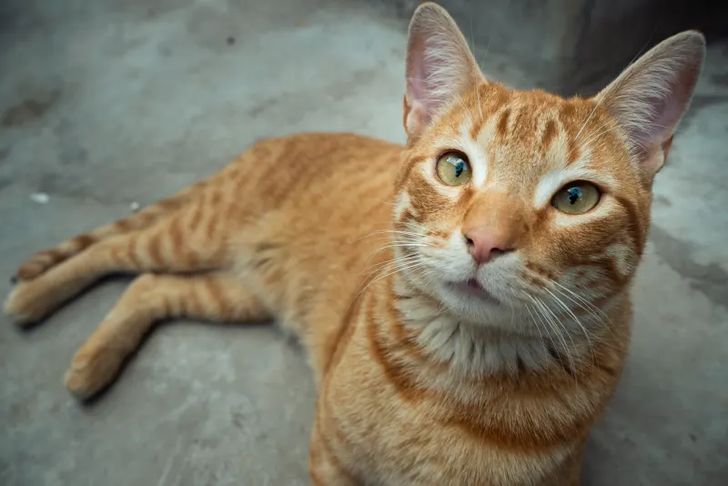Gato naranja recostado mirando a cámara