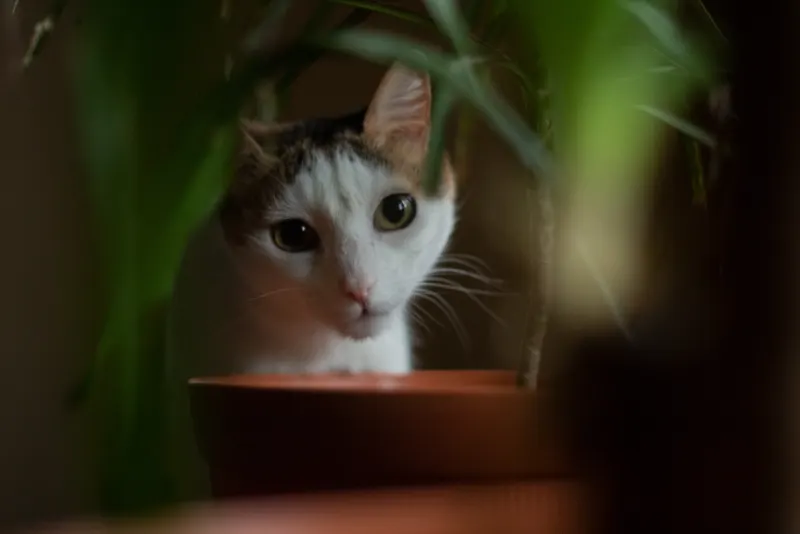 Gata asomada detrás de una maceta