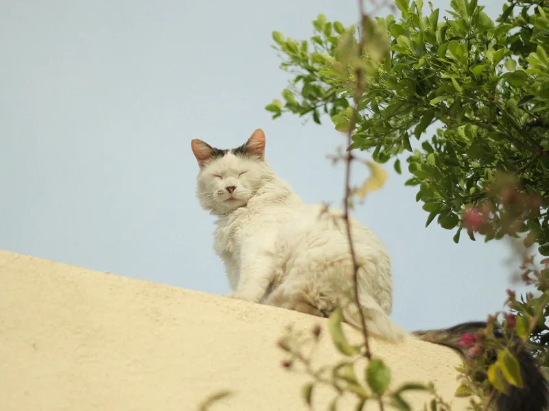 Gato blanco sobre una tapia junto a un árbol