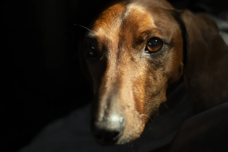 Retrato de un perro sobre fondo oscuro