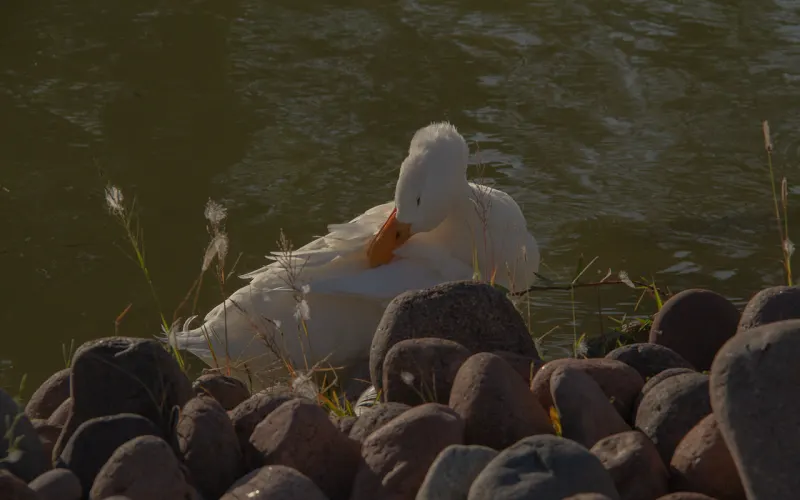 Pato blanco entre las piedras de la orilla
