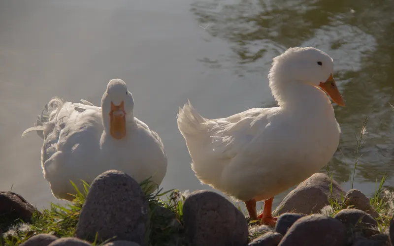 Dos patos blancos a la orilla del agua