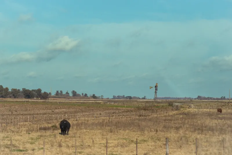 Campo con molino y ganado tras el alambrado